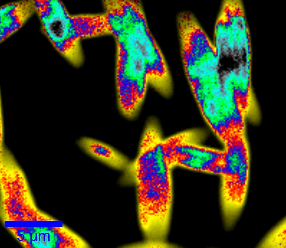 FLIM image of crystal needles recorded with WITec StrobeLock